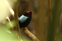Chiroxiphia pareola