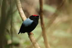 Chiroxiphia pareola
