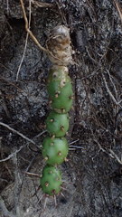 Opuntia drummondii
