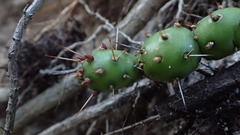Opuntia drummondii