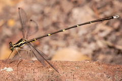 Episynlestes albicaudus