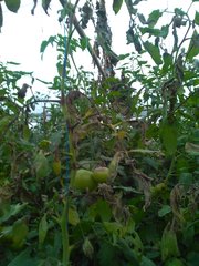 Phytophthora infestans