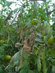 Phytophthora infestans