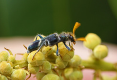 Scrobiger albocinctus