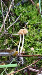 Galerina graminea