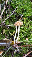 Galerina graminea