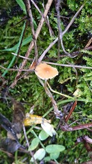 Galerina graminea