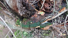 Phellinopsis conchata