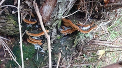 Phellinopsis conchata