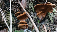 Phellinopsis conchata