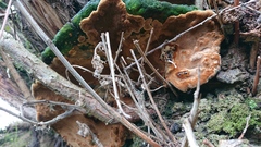 Phellinopsis conchata