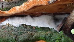 Phellinopsis conchata