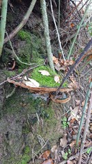 Phellinopsis conchata