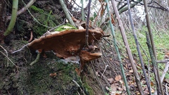 Phellinopsis conchata