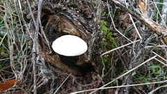 Pluteus salicinus