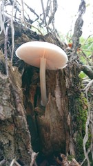 Pluteus salicinus