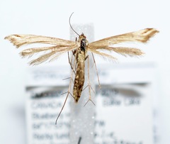 Paraplatyptilia petrodactylus