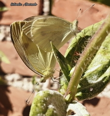 Pieris rapae rapae