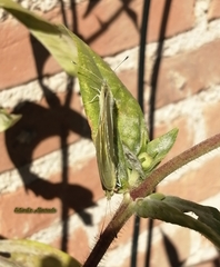 Pieris rapae rapae