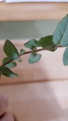 Lonicera hispidula