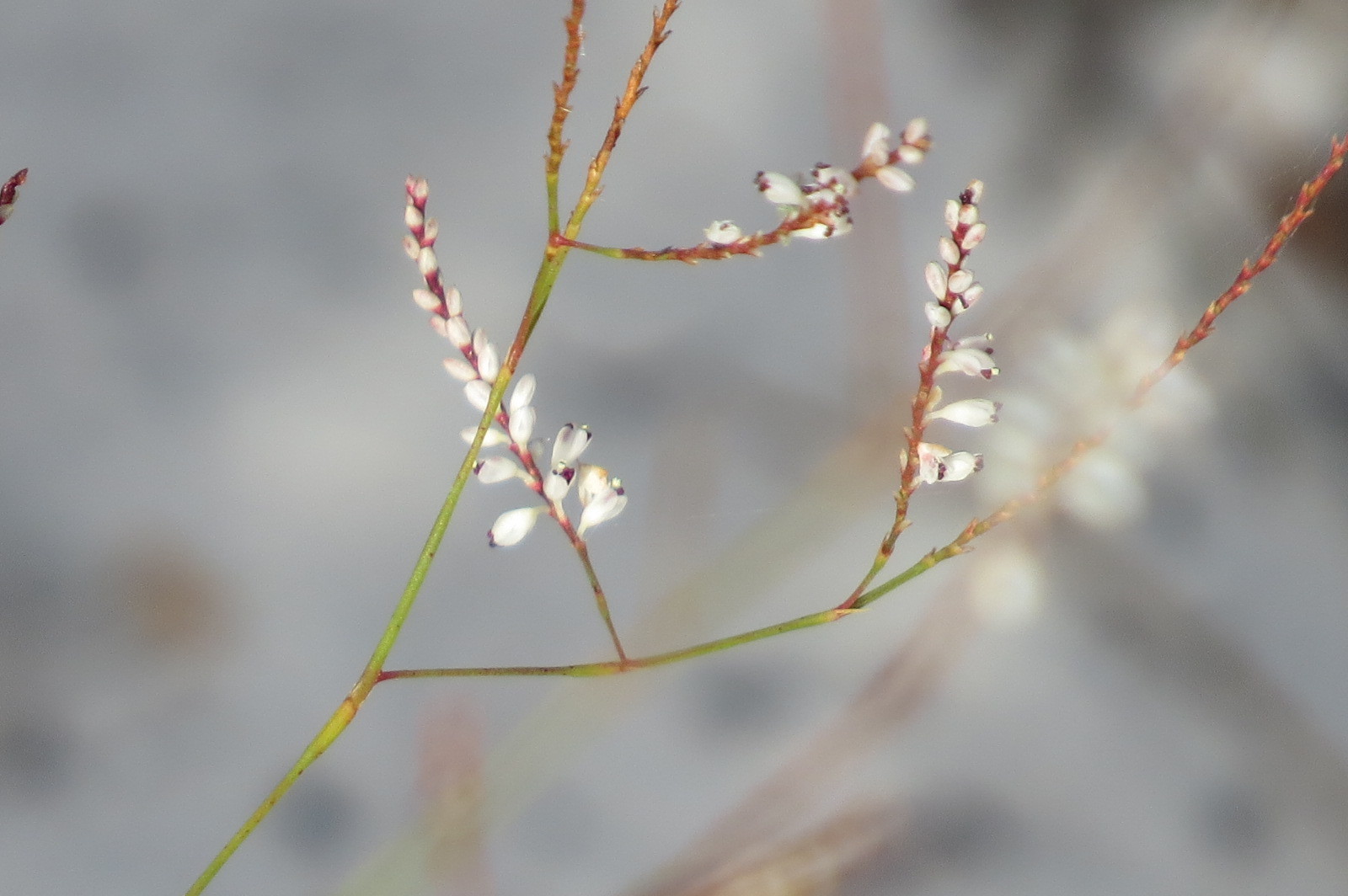 Polygonella basiramia