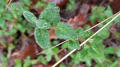 Lonicera hispidula