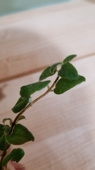 Lonicera hispidula