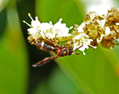 Leucospidae