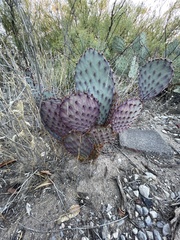 Opuntia gosseliniana