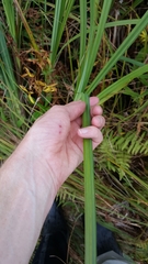 Carex lacustris