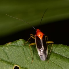 Ganocapsus filiformis