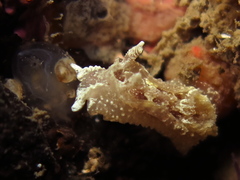 Goniodoris castanea