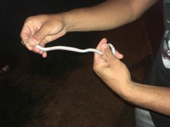 Amphisbaena vermicularis