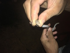 Amphisbaena vermicularis