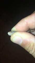 Amphisbaena vermicularis