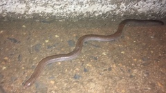 Amphisbaena vermicularis