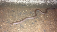 Amphisbaena vermicularis