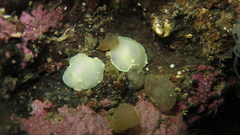 Cadlina laevis