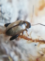 Psylliodes affinis