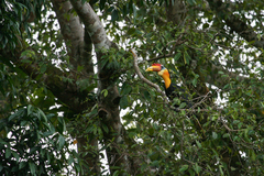 Rhabdotorrhinus corrugatus