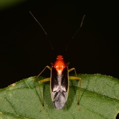 Ganocapsus filiformis