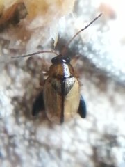 Psylliodes affinis