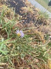 Symphyotrichum novi-belgii