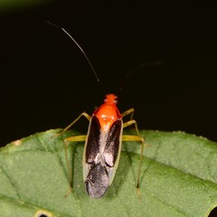 Ganocapsus filiformis