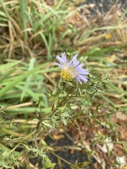 Symphyotrichum novi-belgii