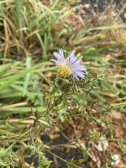 Symphyotrichum novi-belgii