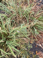 Symphyotrichum novi-belgii