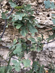 Quercus laceyi