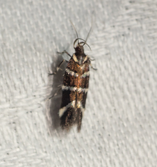 Macrobathra anacampta