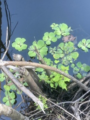 Pistia stratiotes image